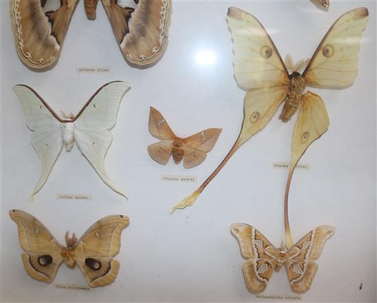 A collection of various European and exotic butterflies housed in four glazed wooden case, largest case 18 x 18in.